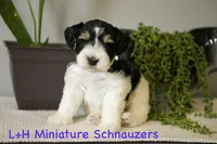 Rooster, a male Miniature Schnauzer for sale in Hope, AR – 1 of 7