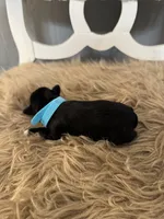 Wren, a male Miniature Schnauzer for sale in Texarkana, TX – 2 of 4