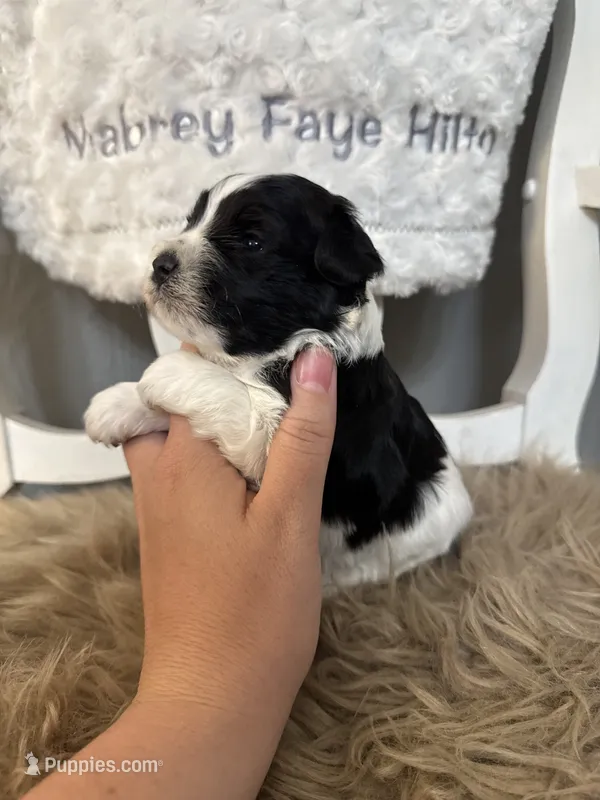 Dilly – Miniature Schnauzer puppy for sale in Hope, AR