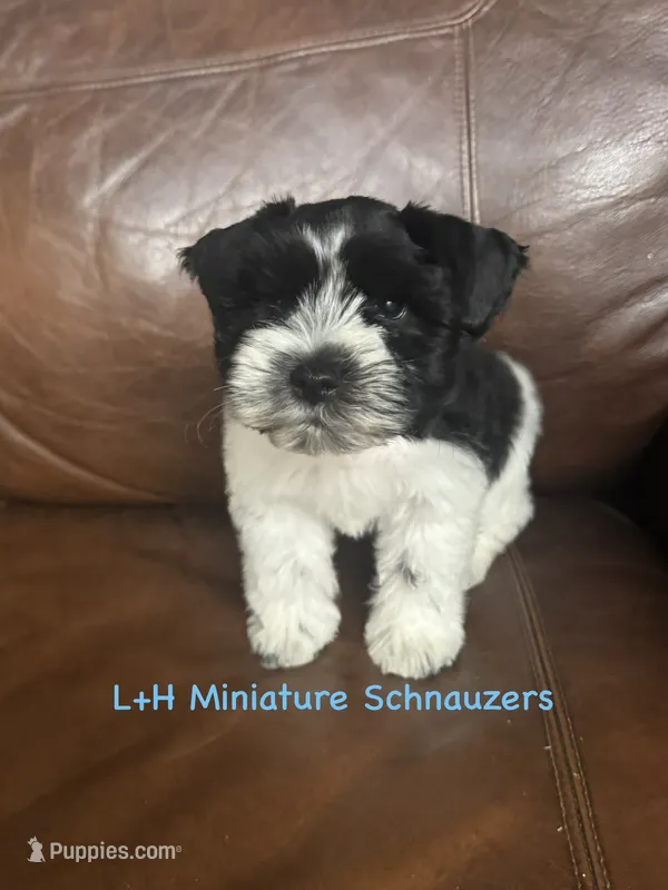 Dilly – Miniature Schnauzer puppy for sale in Hope, AR