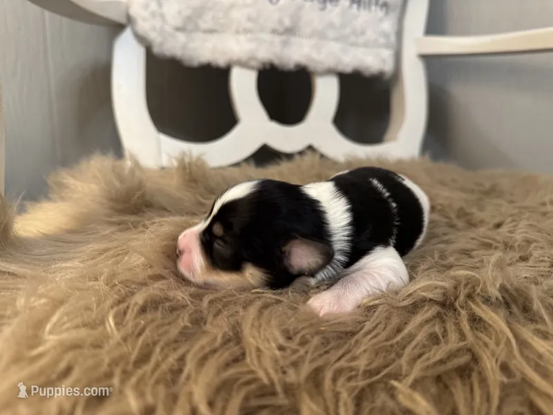 Rooster – Miniature Schnauzer puppy for sale in Texarkana, TX