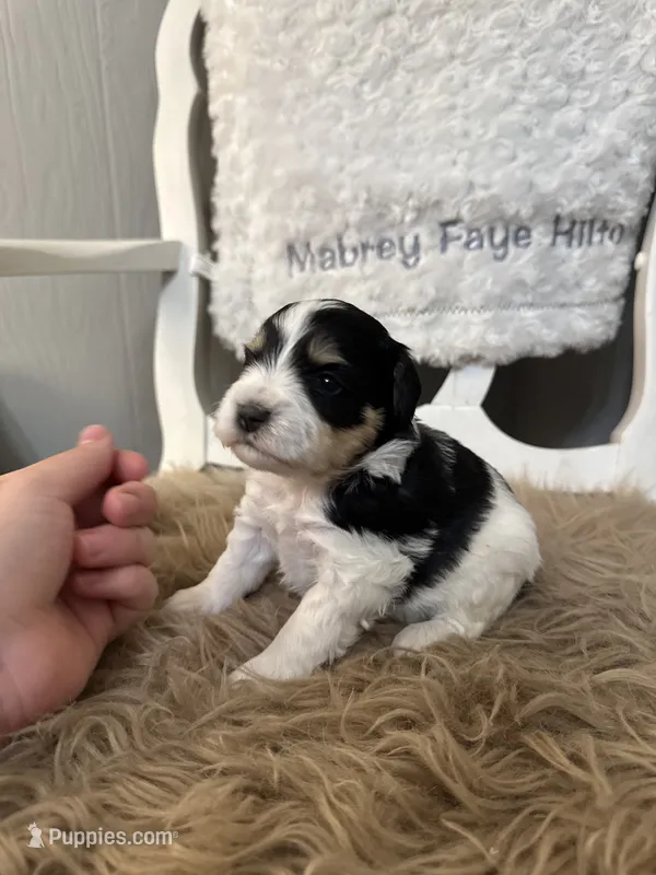 Rooster – Miniature Schnauzer puppy for sale in Hope, AR