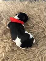 Dilly, a male Miniature Schnauzer for sale in Texarkana, TX – 2 of 5
