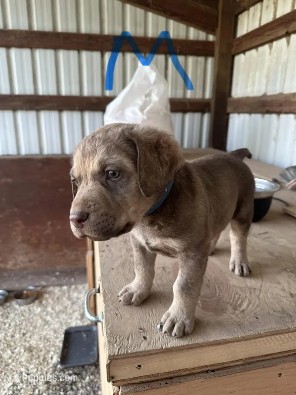 Blue Male  – Chesapeake Bay Retriever puppy for sale in Prineville, OR