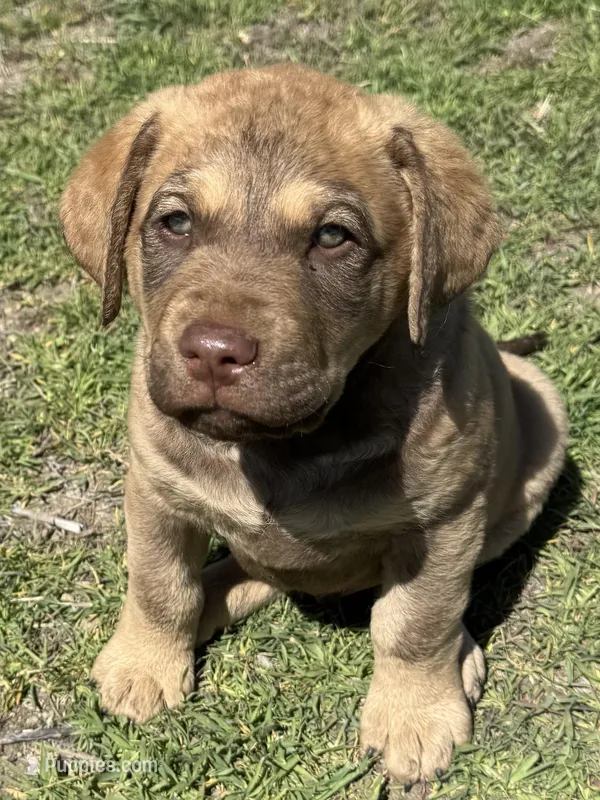 Blue Collar Male – Chesapeake Bay Retriever puppy for sale in Prineville, OR