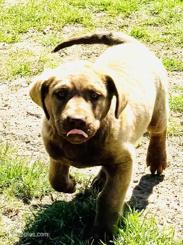 Female  – Chesapeake Bay Retriever puppy for sale in Prineville, OR