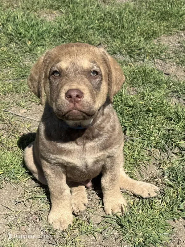Green Collar Male  – Chesapeake Bay Retriever puppy for sale in Prineville, OR