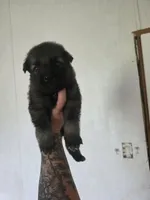 Female 1, a female German Shepherd Dog for sale in Oklahoma City, OK – 1 of 2