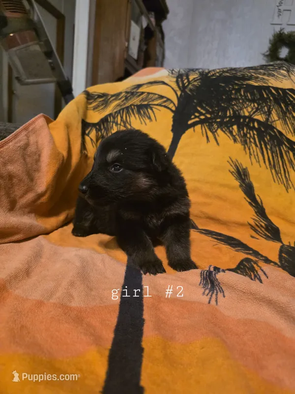 Female 2 – German Shepherd Dog puppy for sale in Oklahoma City, OK