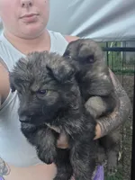 Male 1, a male German Shepherd Dog for sale in Oklahoma City, OK – 2 of 2