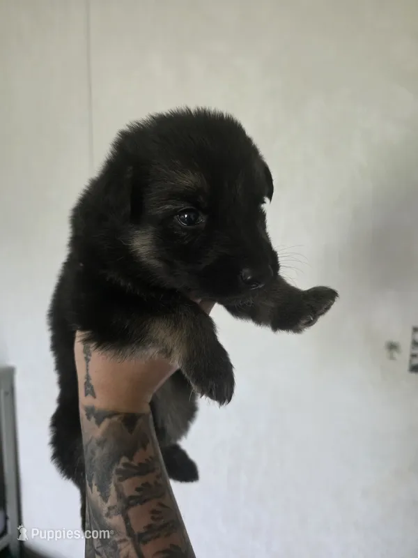 Male 3 – German Shepherd Dog puppy for sale in Oklahoma City, OK