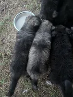 Female 5, a female German Shepherd Dog for sale in Oklahoma City, OK – 2 of 2