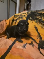 Female 3, a female German Shepherd Dog for sale in Oklahoma City, OK – 1 of 1