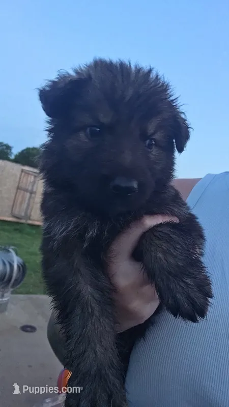 Female 5 – German Shepherd Dog puppy for sale in Oklahoma City, OK