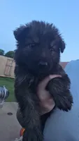 Female 5, a female German Shepherd Dog for sale in Oklahoma City, OK – 1 of 2
