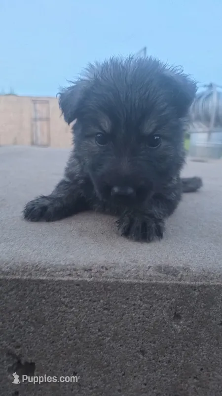 Male 2 – German Shepherd Dog puppy for sale in Oklahoma City, OK