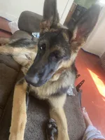 roman, a male German Shepherd Dog for sale in Ashland Township, PA – 2 of 3