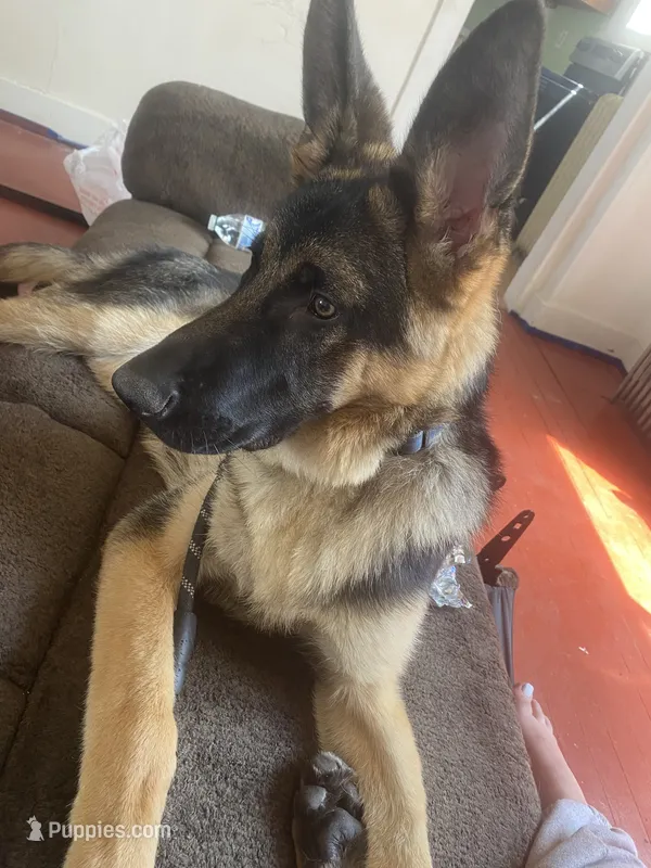 roman – German Shepherd Dog puppy for sale in Ashland Township, PA
