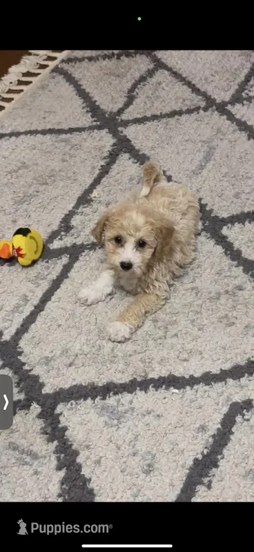 Ocean – Bichpoo puppy for sale in Enola, PA