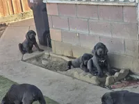 Nino, a female Cane Corso for sale in Palmdale, CA – 8 of 10