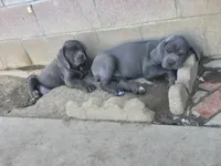 Nino, a female Cane Corso for sale in Palmdale, CA – 7 of 10