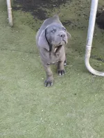 Nino, a female Cane Corso for sale in Palmdale, CA – 1 of 10