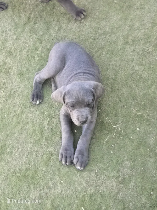 Mono – Cane Corso puppy for sale in Palmdale, CA