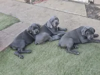 Nino, a female Cane Corso for sale in Palmdale, CA – 9 of 10