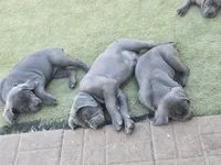 Nino, a female Cane Corso for sale in Palmdale, CA – 5 of 10