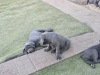 Mono, a male Cane Corso for sale in Palmdale, CA – 4 of 10