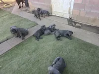 Mono, a male Cane Corso for sale in Palmdale, CA – 10 of 10