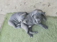 Mono, a male Cane Corso for sale in Palmdale, CA – 5 of 10
