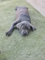 Nino, a female Cane Corso for sale in Palmdale, CA – 4 of 10