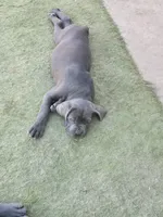 Nino, a female Cane Corso for sale in Palmdale, CA – 3 of 10