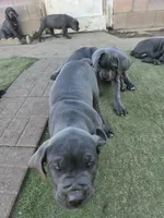 Mono, a male Cane Corso for sale in Palmdale, CA – 9 of 10