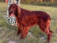 Alexa, a female Irish Setter for sale in East Dublin, GA – 3 of 3