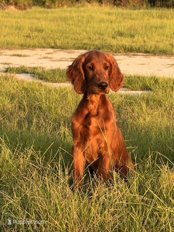 Archer – Irish Setter puppy for sale in East Dublin, GA