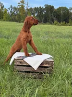 Archer, a male Irish Setter for sale in East Dublin, GA – 2 of 3