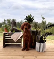 Frodo, a male Irish Setter for sale in East Dublin, GA – 3 of 6