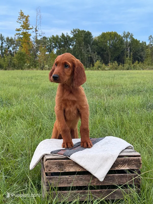 Archer – Irish Setter puppy for sale in East Dublin, GA