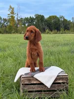 Archer, a male Irish Setter for sale in East Dublin, GA – 1 of 3