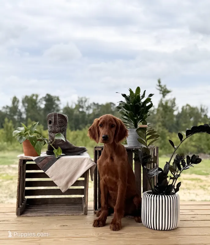 Frodo – Irish Setter puppy for sale in East Dublin, GA