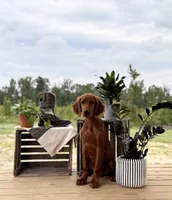 Frodo, a male Irish Setter for sale in East Dublin, GA – 1 of 6