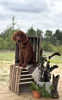 Pippin, a male Irish Setter for sale in East Dublin, GA – 3 of 6