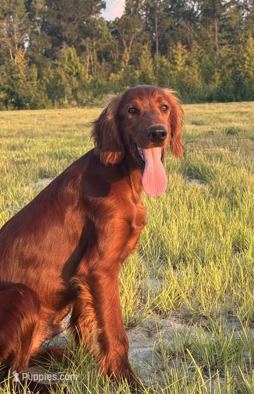 Archer – Irish Setter puppy for sale in East Dublin, GA