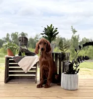 Frodo, a male Irish Setter for sale in East Dublin, GA – 2 of 6
