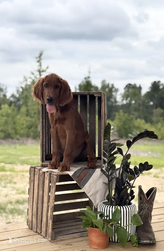 Pippin – Irish Setter puppy for sale in East Dublin, GA