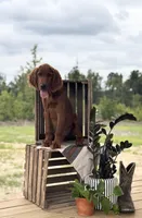 Pippin, a male Irish Setter for sale in East Dublin, GA – 1 of 6