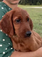Alexa, a female Irish Setter for sale in East Dublin, GA – 2 of 3