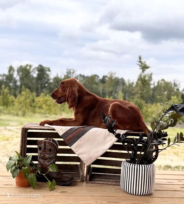 Bilbo – Irish Setter puppy for sale in East Dublin, GA